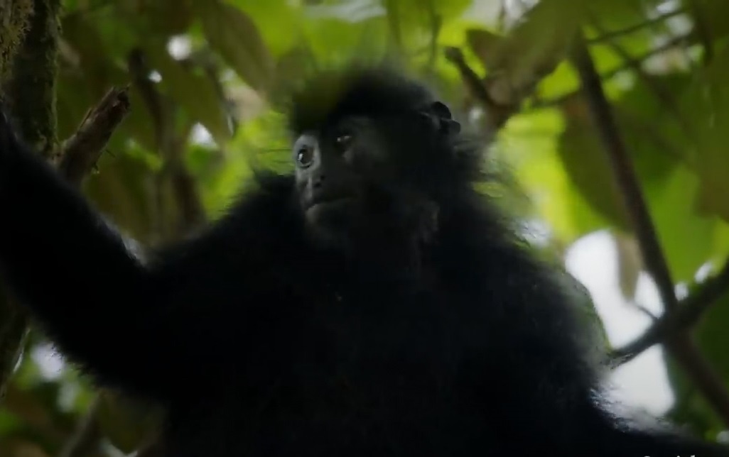 Loai khi bi an song o noi con nguoi khong the dat chan toi hinh anh