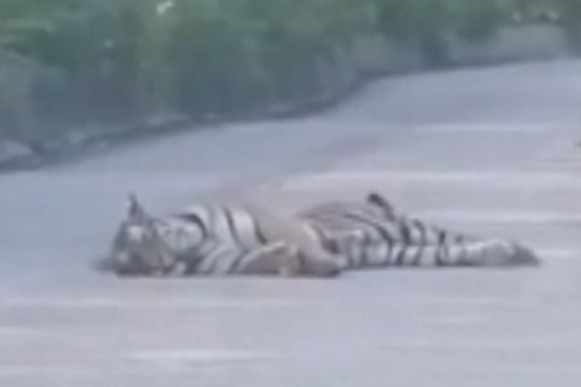 Ho Siberia hoang da xuat hien o dong bac Trung Quoc hinh anh