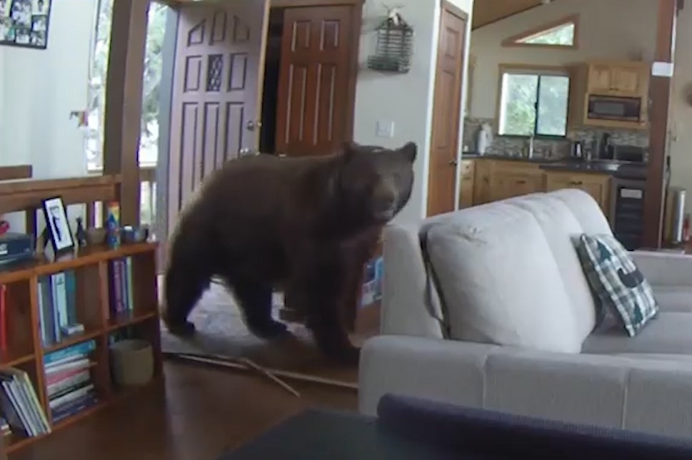 Gau nau pha cua, dot nhap vao cabin o My hinh anh