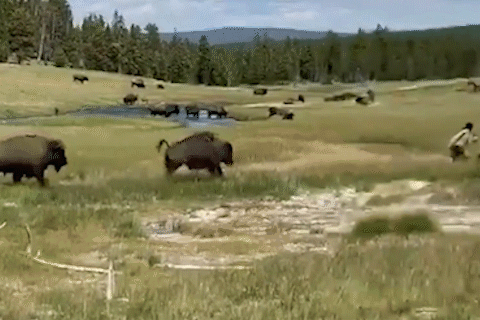 Nguoi phu nu gia chet de tranh bi bo rung tan cong o My hinh anh