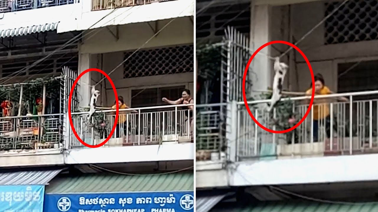 Video giai cuu chu meo mac ket tren duong day dien viral tren MXH hinh anh