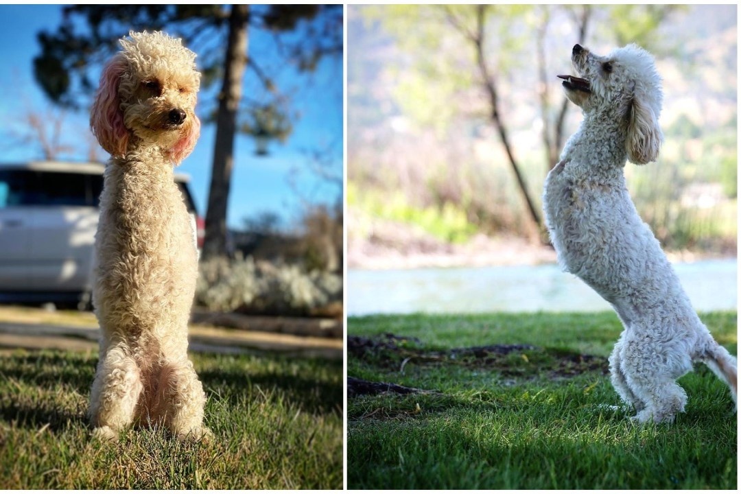 Cuoc song cua co cho Poodle mat doi chan truoc hinh anh