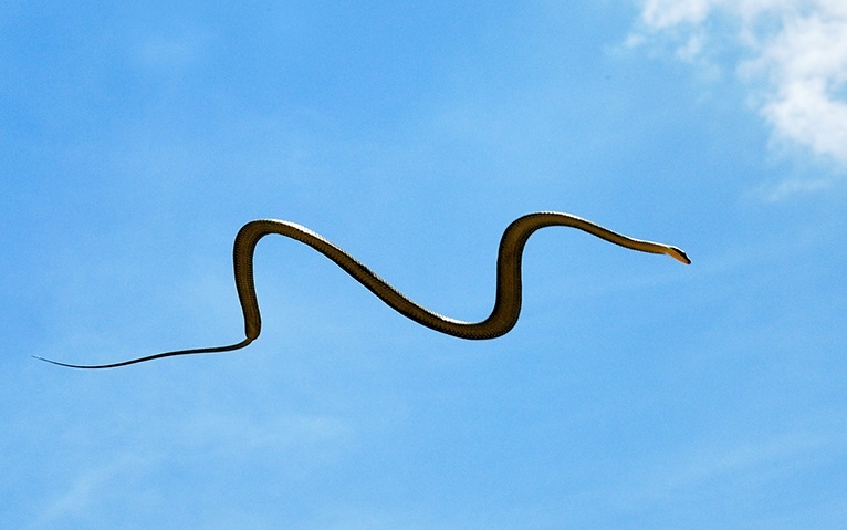 Kieu di chuyen ky la cua ran bay hinh anh