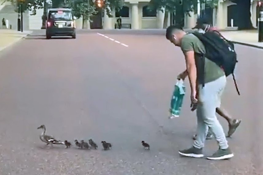 Hai nguoi dan ong giup dan vit qua duong an toan hinh anh