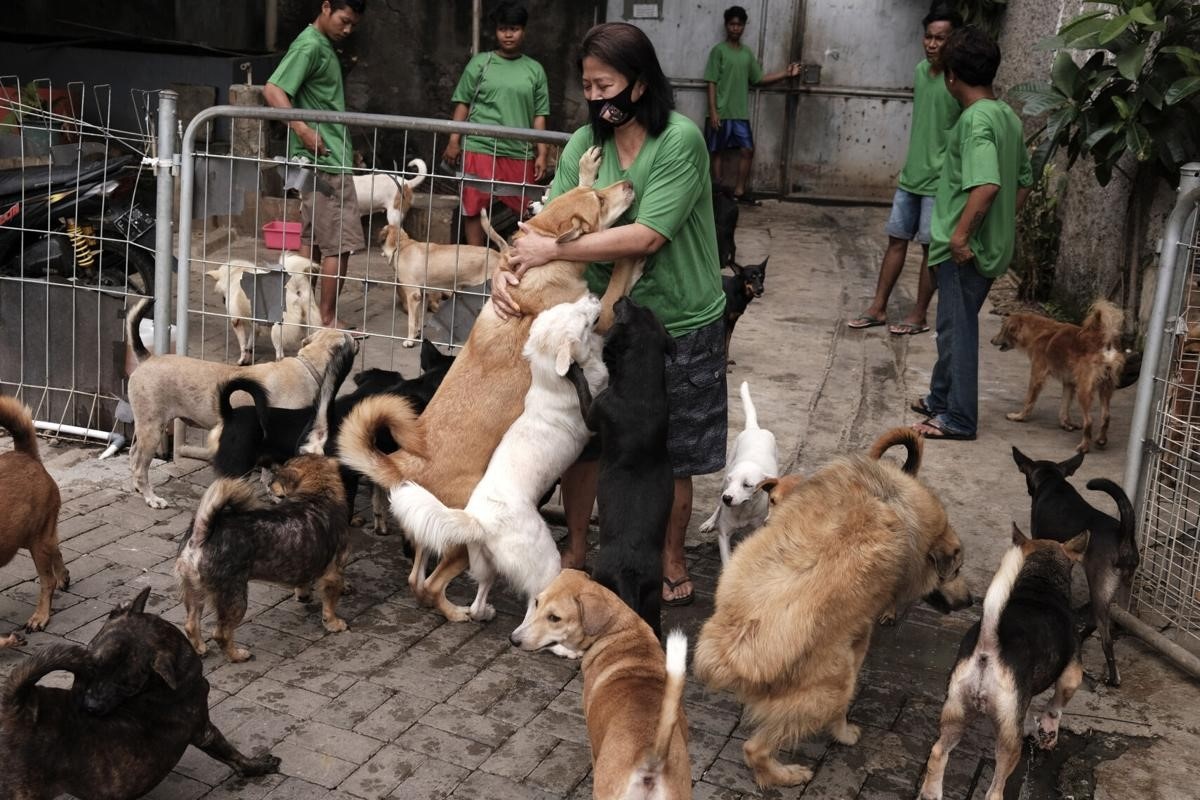 Cho bi chu bo roi hang loat o Indonesia hinh anh