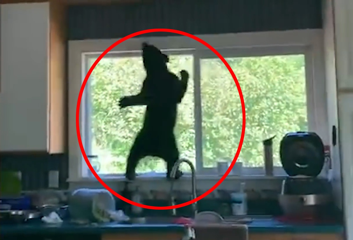 Hoang loan khi phat hien 3 chu gau con dot nhap vao trong nha hinh anh