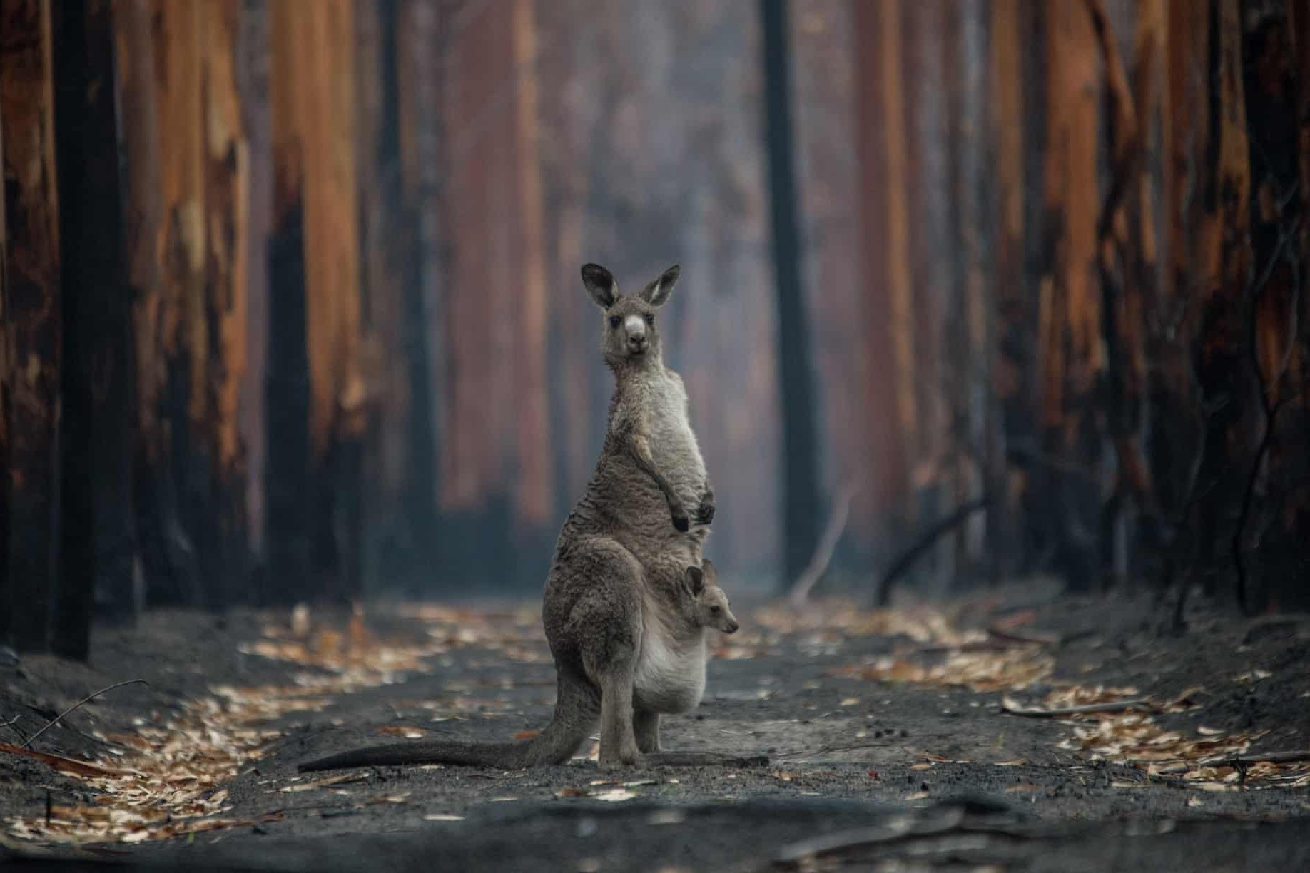 3 ty dong vat bi anh huong nghiem trong do chay rung o Australia hinh anh