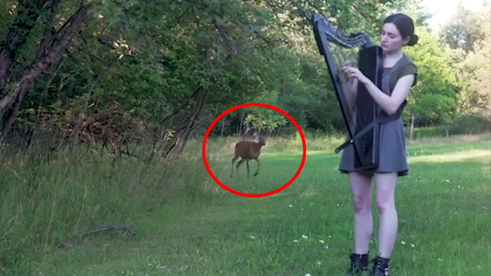 Nai rung len toi nghe nghe si choi dan hinh anh