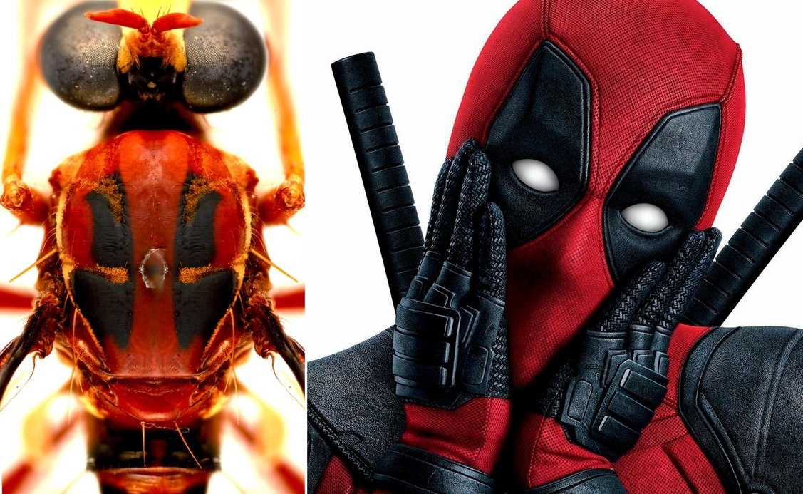 Loai ruoi duoc dat theo ten cac sieu anh hung Marvel hinh anh