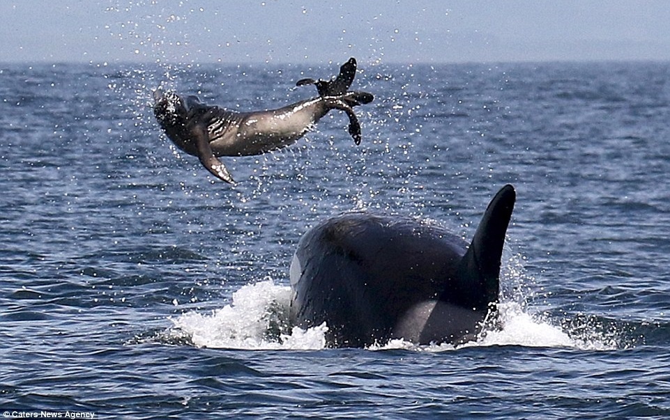 Dan ca voi sat thu bao vay hai cau, ha guc con moi trong chop mat hinh anh