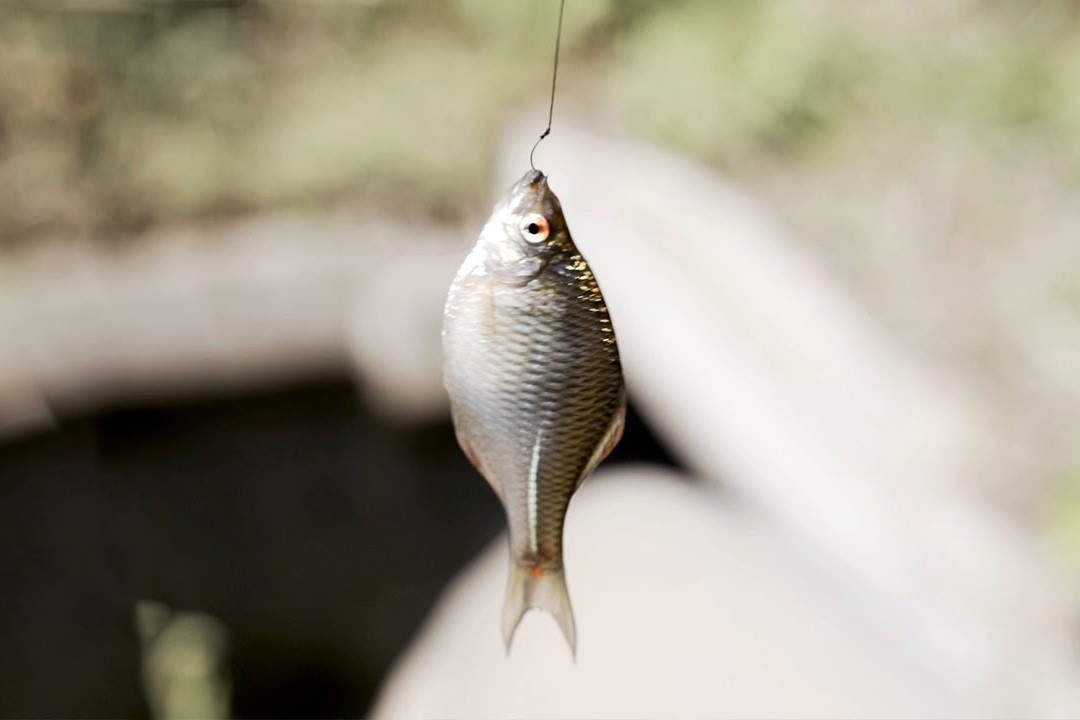 Nghe thuat cau ca nho nhat the gioi cua Nhat Ban hinh anh