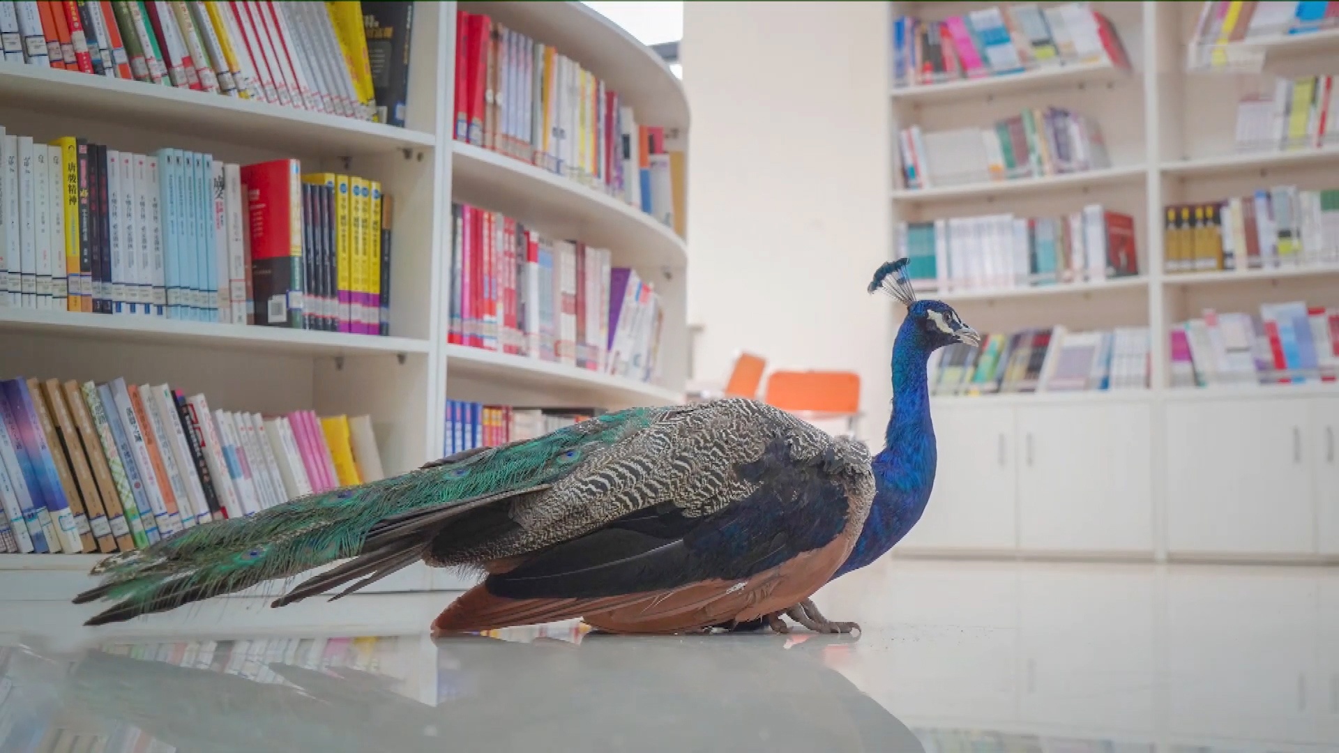 Con cong ngang nhien di dao trong thu vien truong dai hoc o TQ hinh anh