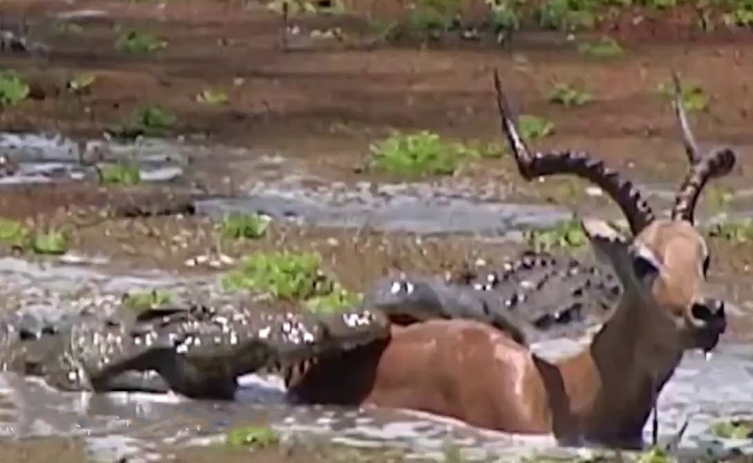 Linh duong thoat hiem sau khi bi ca sau dop duoi dam lay hinh anh