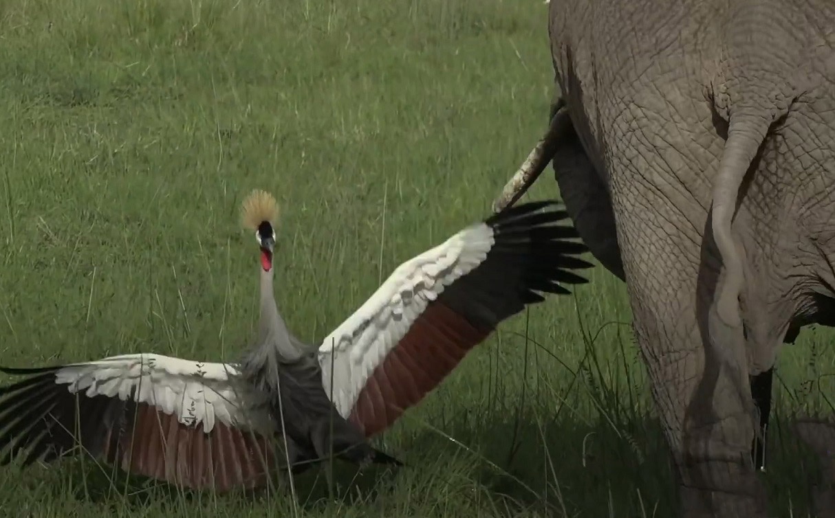 Seu dung cam mot minh chong lai dan voi bao ve to hinh anh