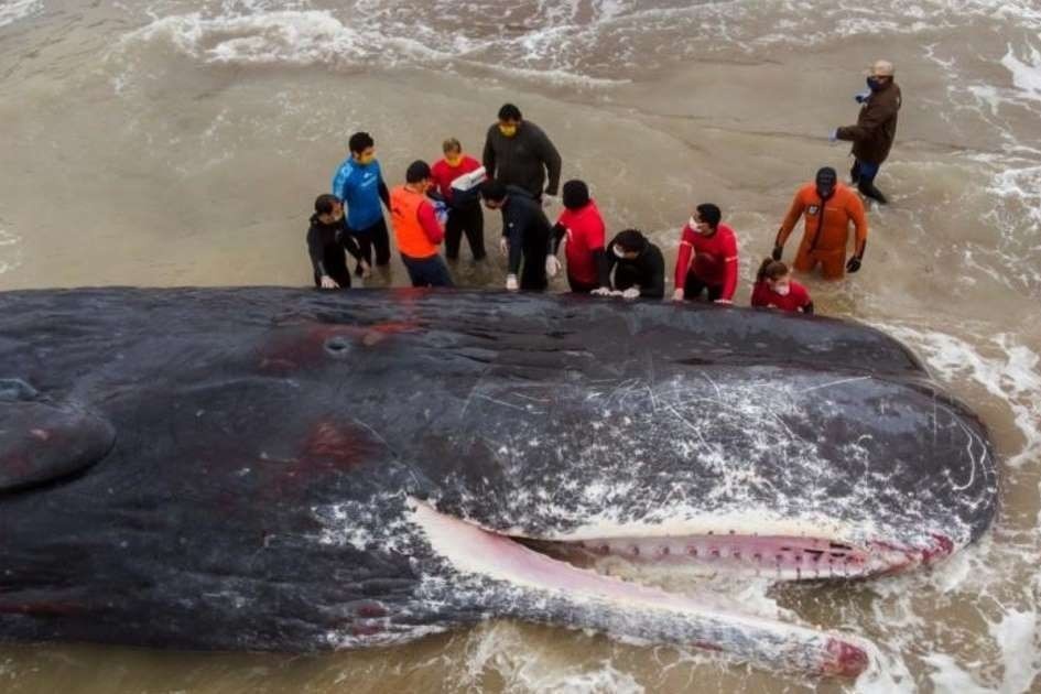 Ca nha tang dai 15 m chet do mac can o Argentina hinh anh