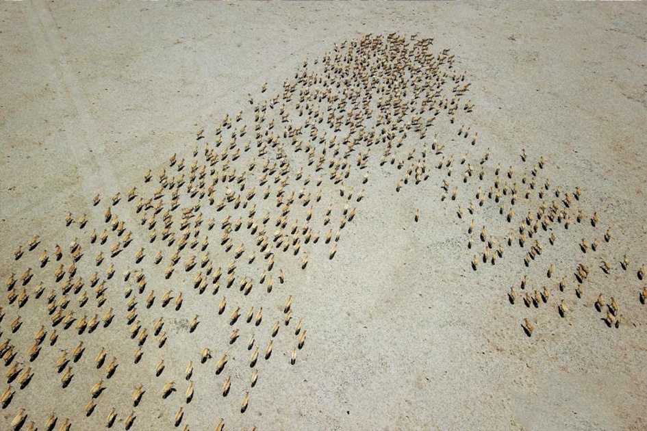 Cuoc di cu cua 60.000 con linh duong Tay Tang hinh anh