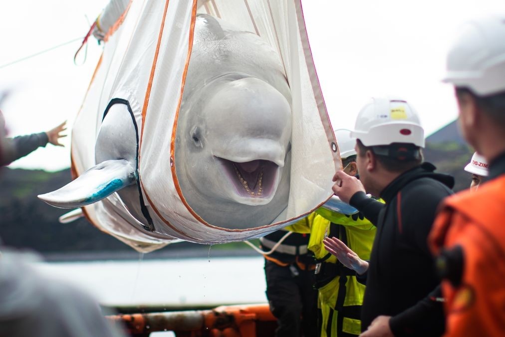 Hai ca voi trang duoc tha tu do sau gan 10 nam nuoi nhot o Trung Quoc hinh anh