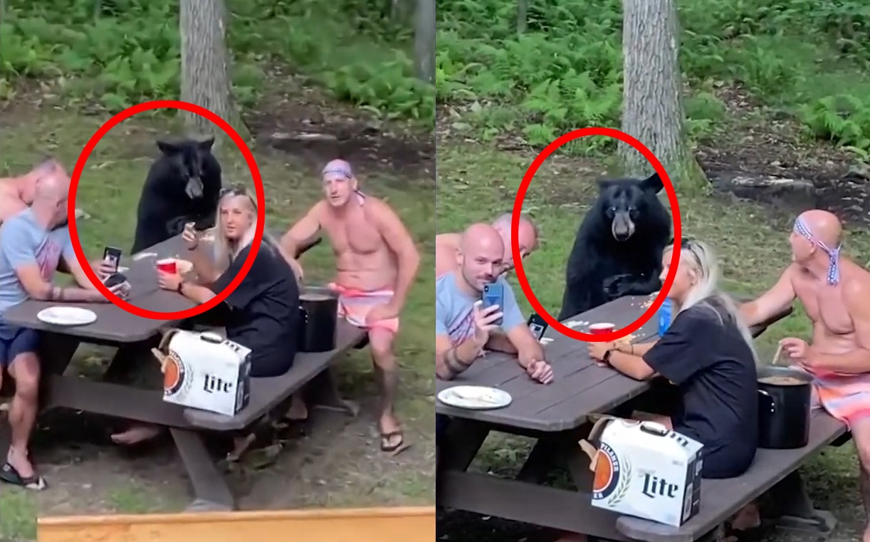 Chu gau hon nhien tham gia picnic cung mot gia dinh o My hinh anh