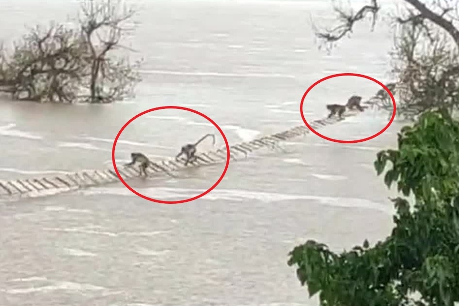 Giai cuu 100 con khi mac ket tren dong nuoc lu o An Do hinh anh