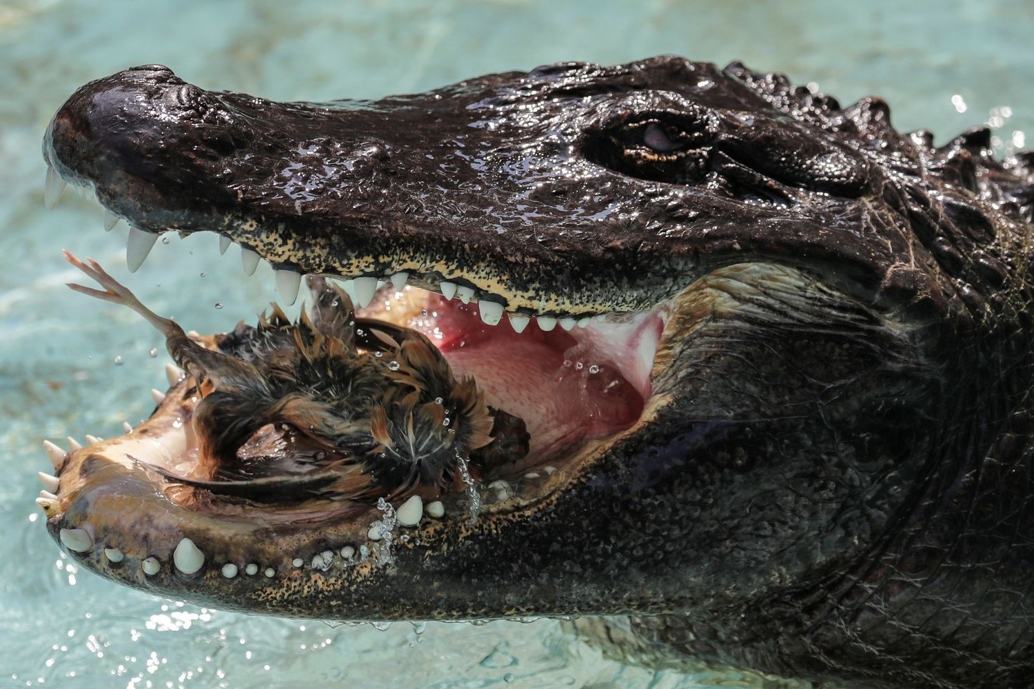 Ca sau gia nhat the gioi da song trong so thu 83 nam hinh anh