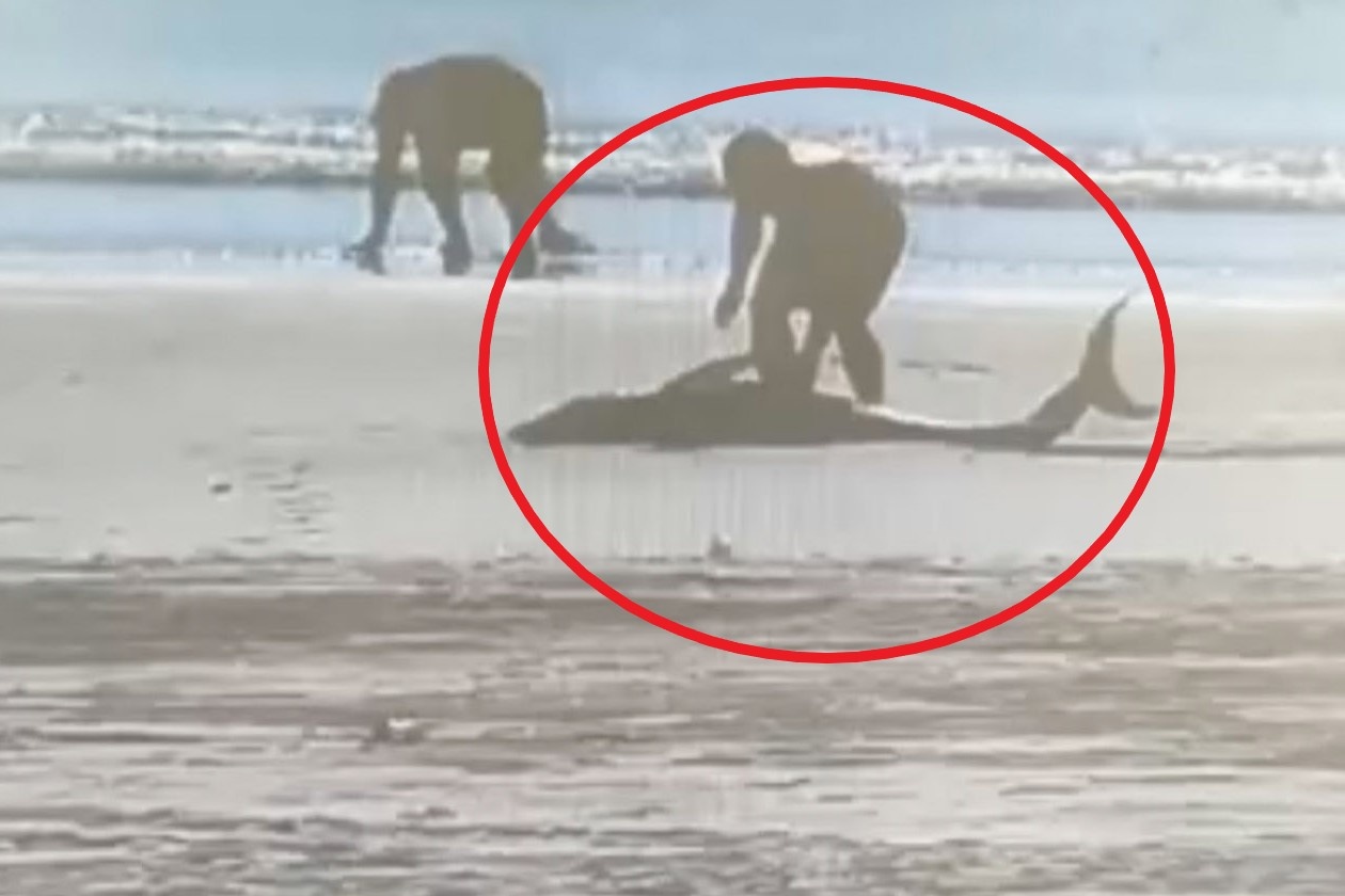 Giai cuu ca heo mac can o Trung Quoc giua thoi tiet 30 do C hinh anh