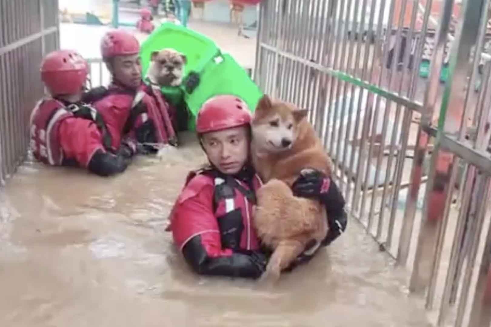 Giai cuu 20 con cho mac ket do mua lon o Trung Quoc hinh anh