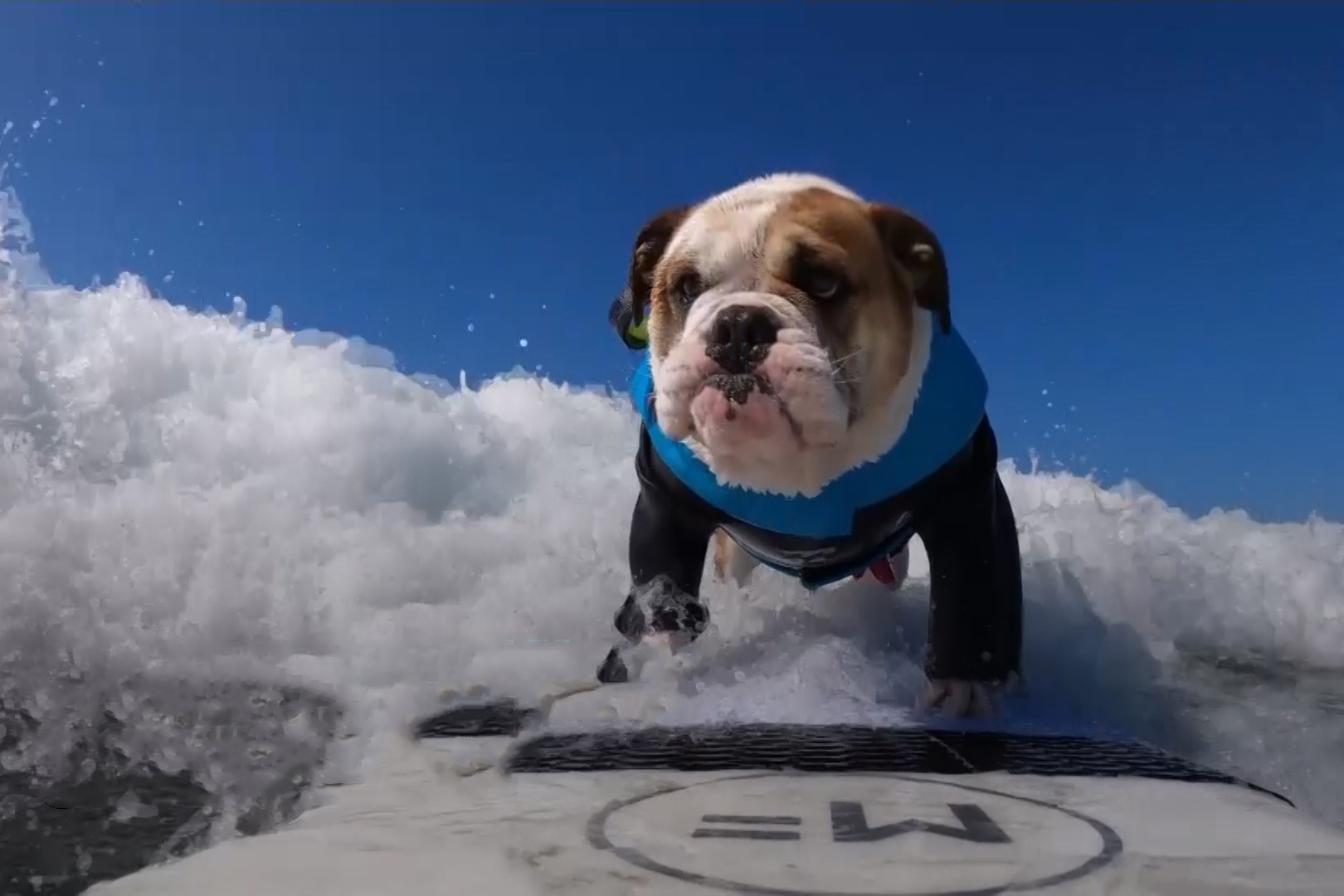 Cho thi luot song o My hinh anh