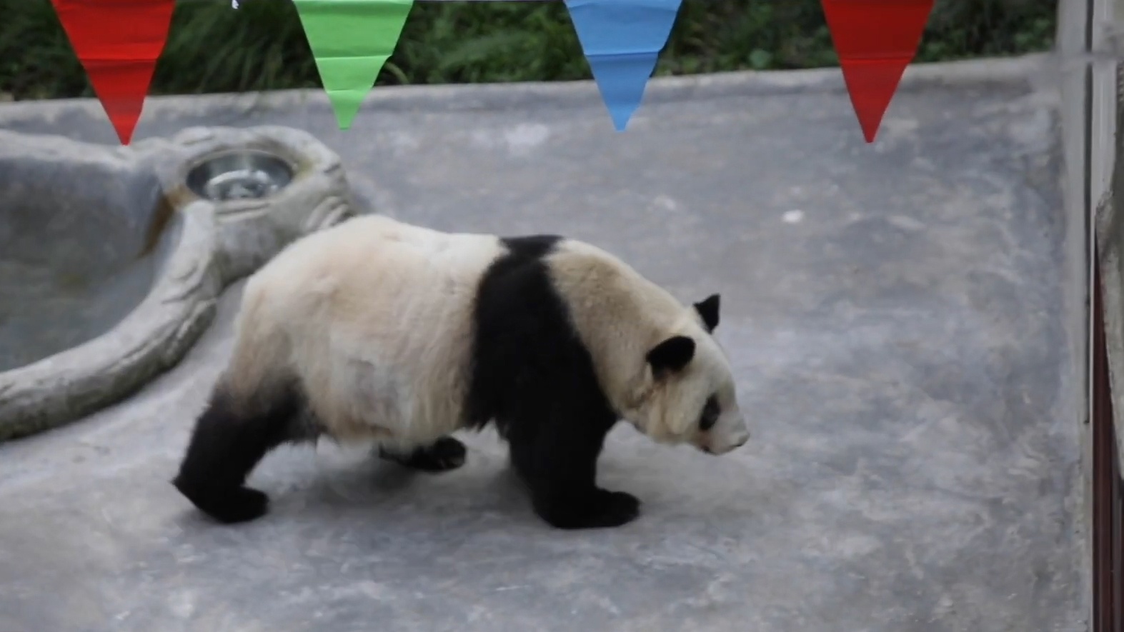 Gau truc gia nhat the gioi don sinh nhat thu 38 hinh anh