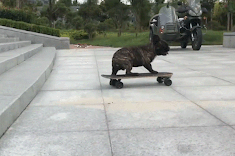 Chu cho Bull truot van dieu luyen hinh anh