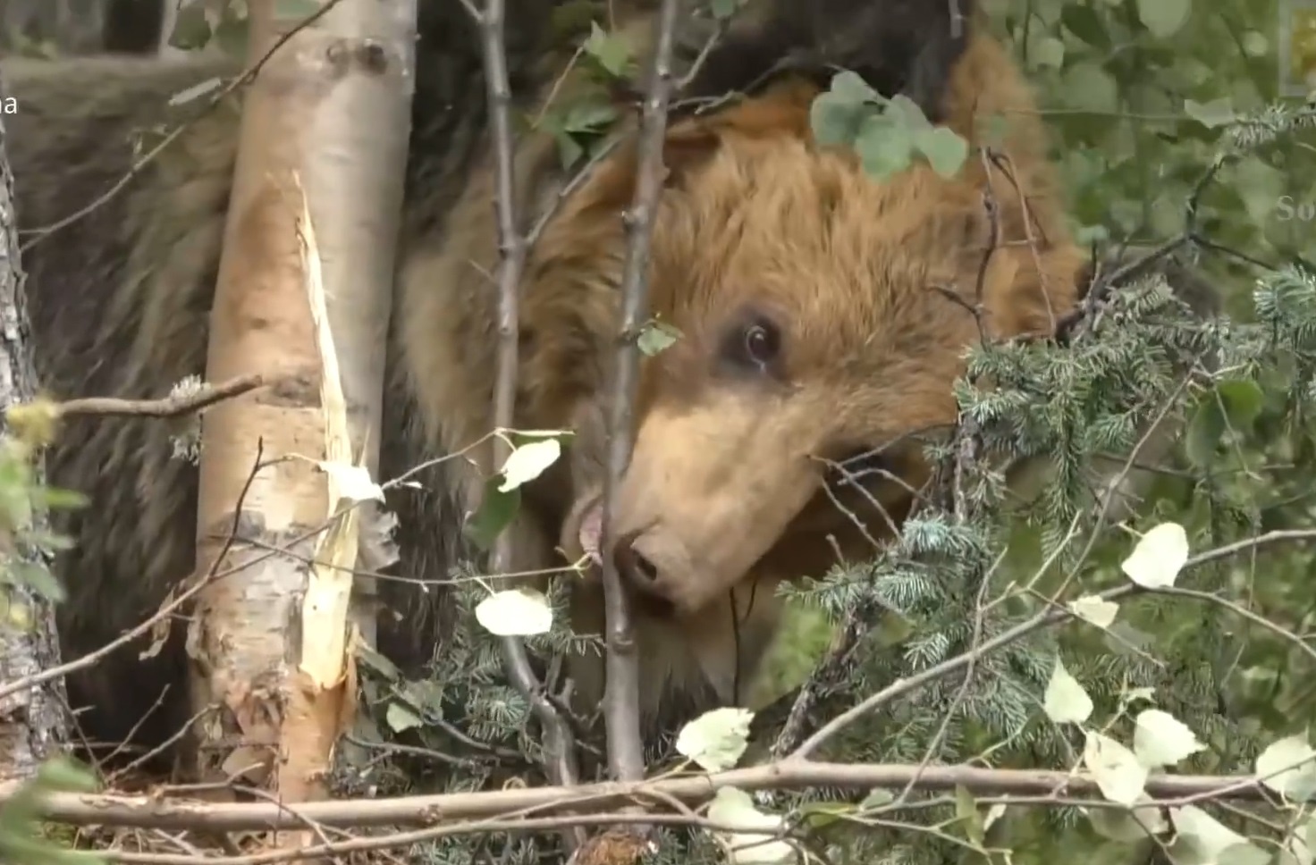 Giai cuu gau nau ket trong day thep gai o Trung Quoc hinh anh