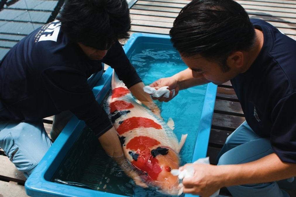 Trang trai ca Koi tri gia trieu USD o Nhat hinh anh