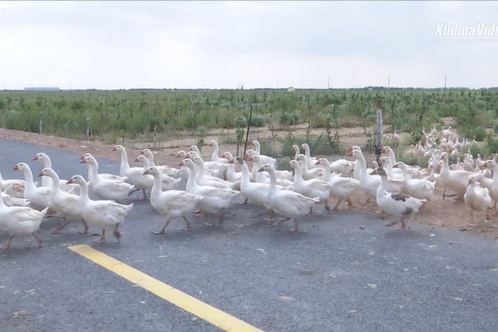 Dan ngong 2.000 con diet co dai o Trung Quoc hinh anh