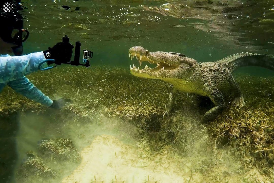 Tho lan cham tran ca sau dai 3 m hinh anh