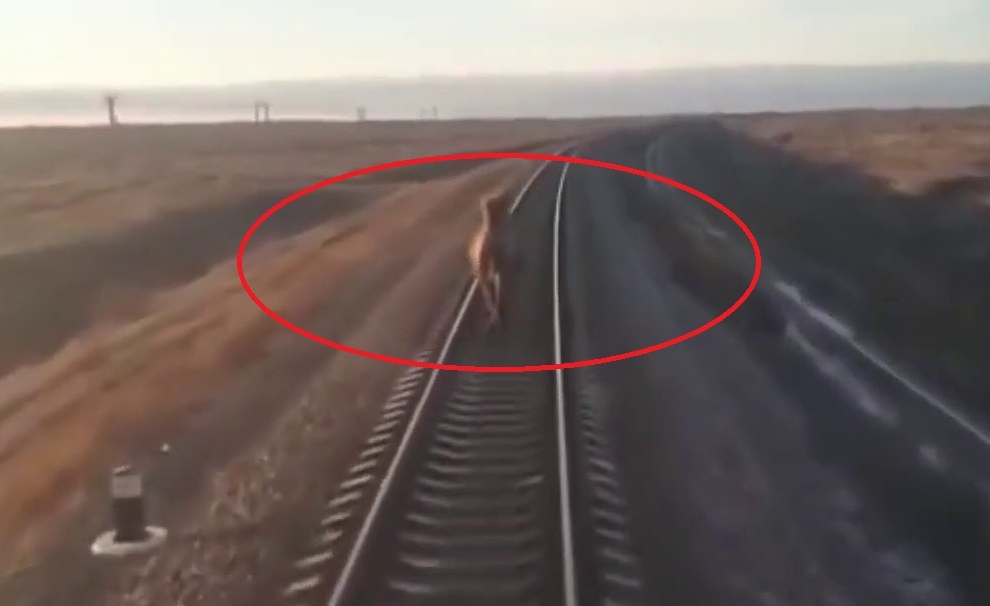 Lac da chay giua duong ray, can tro doan tau hinh anh