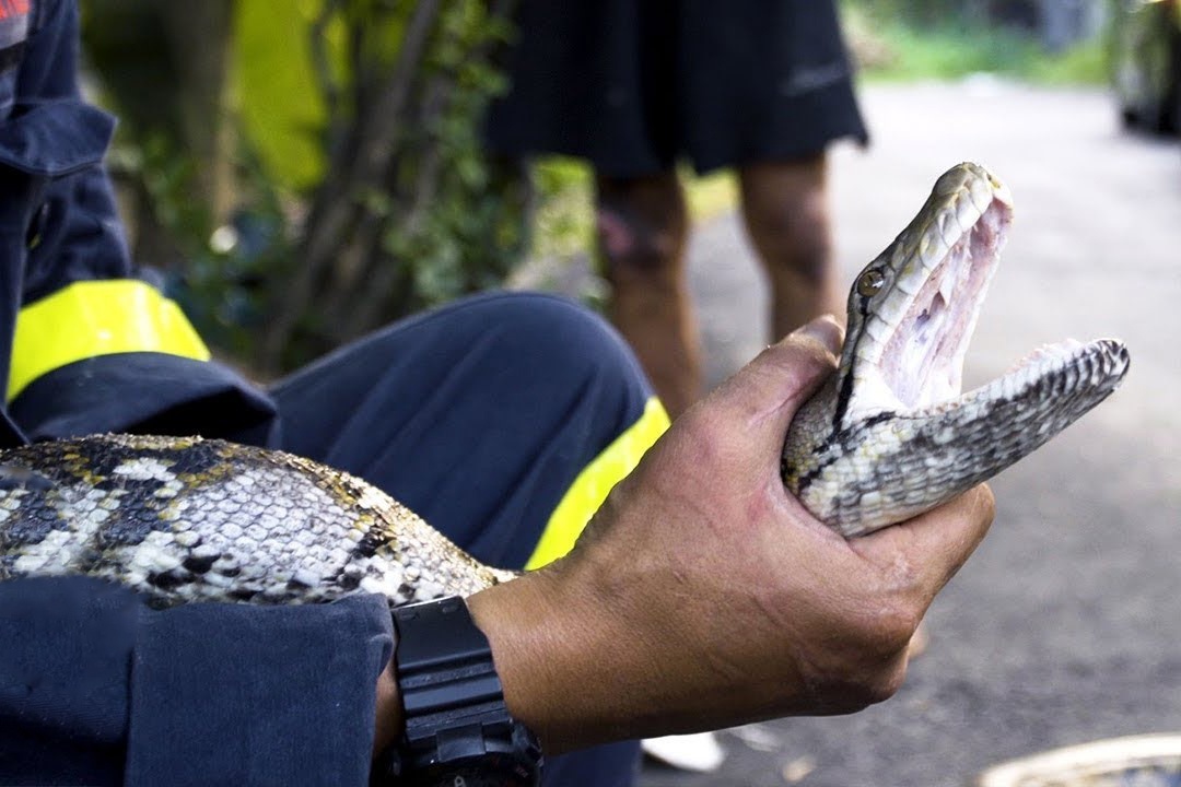 Linh cuu hoa bat hon 2.000 con ran moi thang hinh anh