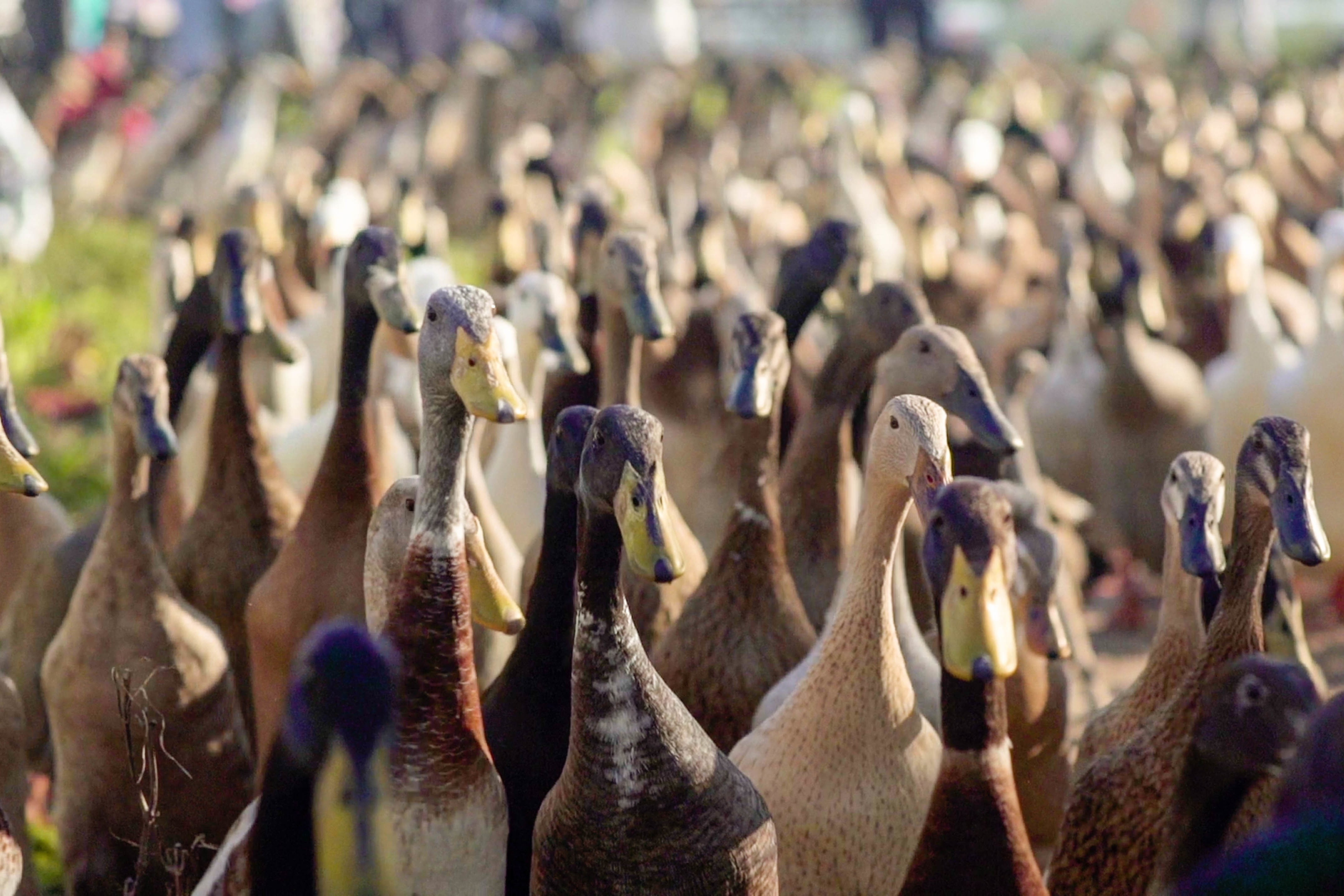 Trang trai su dung vit de bao ve vuon nho hinh anh