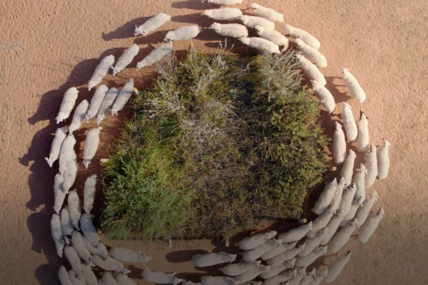 Dan cuu tap the duc hang ngay de giu dang hinh anh