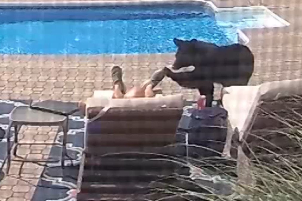 Nguoi dan ong My tinh giac vi gau hinh anh