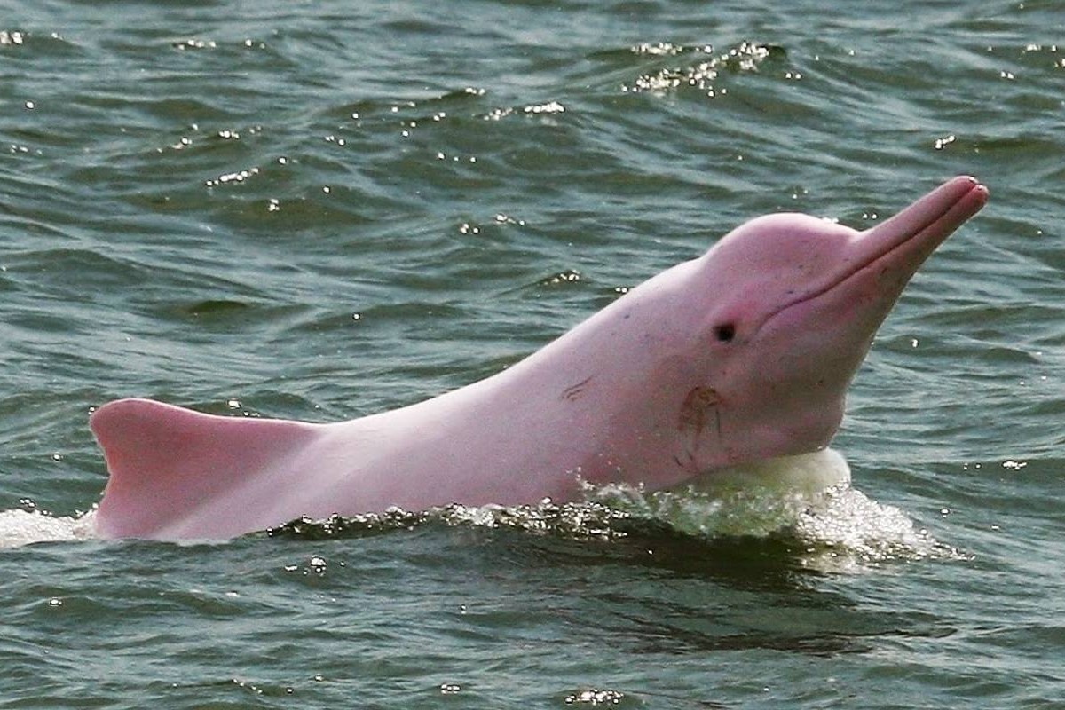 Ca heo hong quy hiem bat ngo tro lai vung bien Hong Kong hinh anh