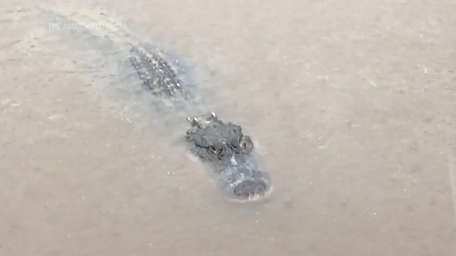 Trai ca sau My yen on qua bao Sally hinh anh