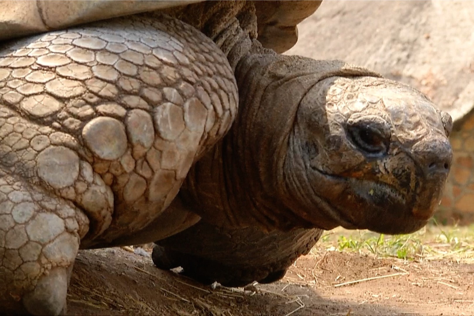 Rua 300 tuoi biet du bao thoi tiet o Zimbabwe hinh anh