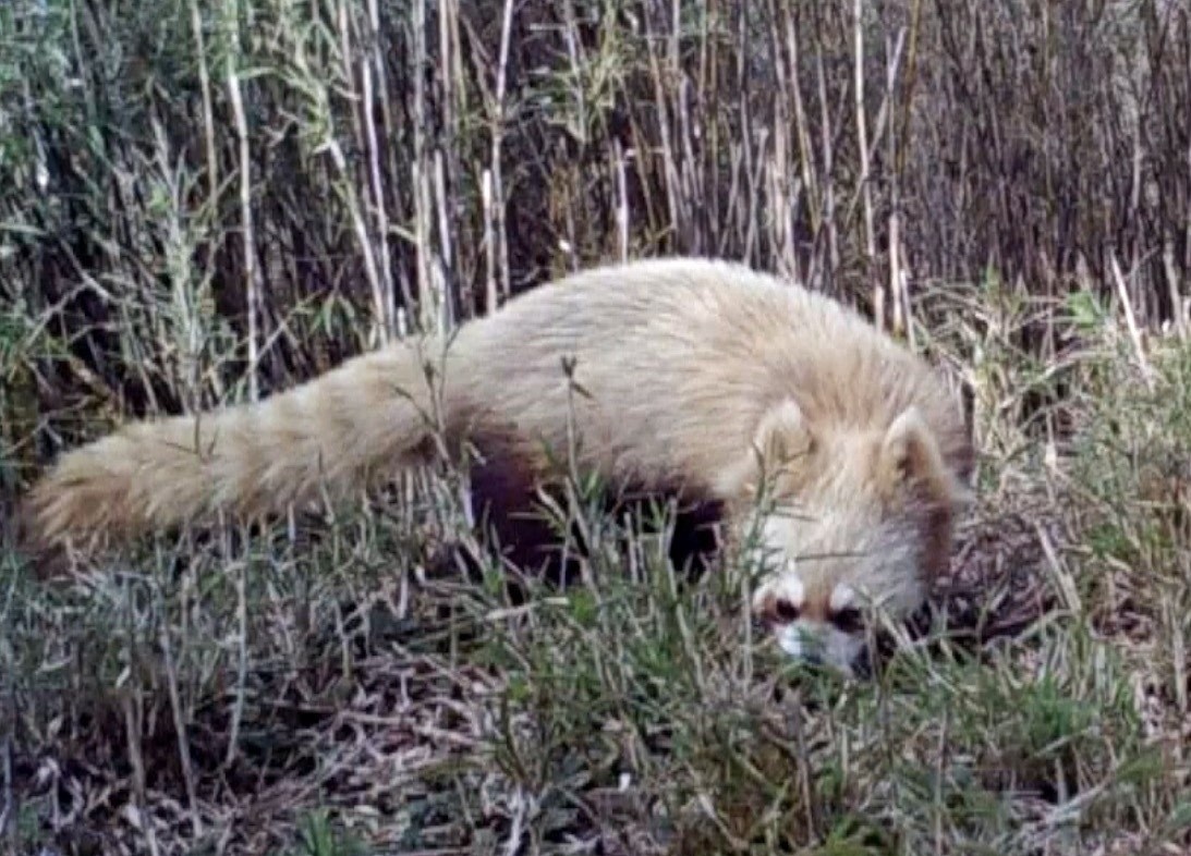 Phat hien gau truc do bi bach tang dau tien tren the gioi hinh anh