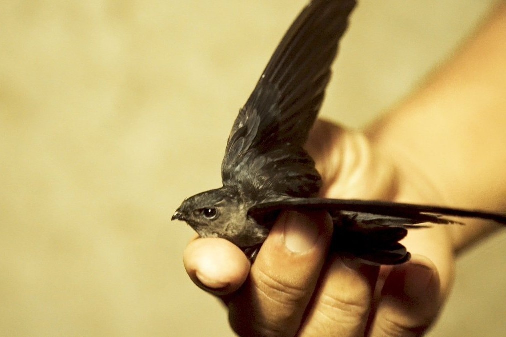 Nguoi song cung hang chuc nghin con chim yen hinh anh