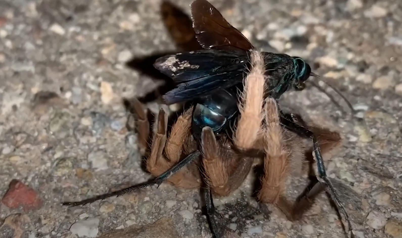 Ong bap cay ha guc nhen Tarantula hinh anh
