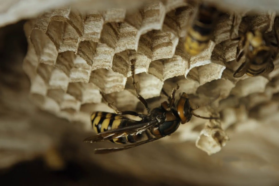 Cach ong bap cay xay to ben trong than cay rong hinh anh