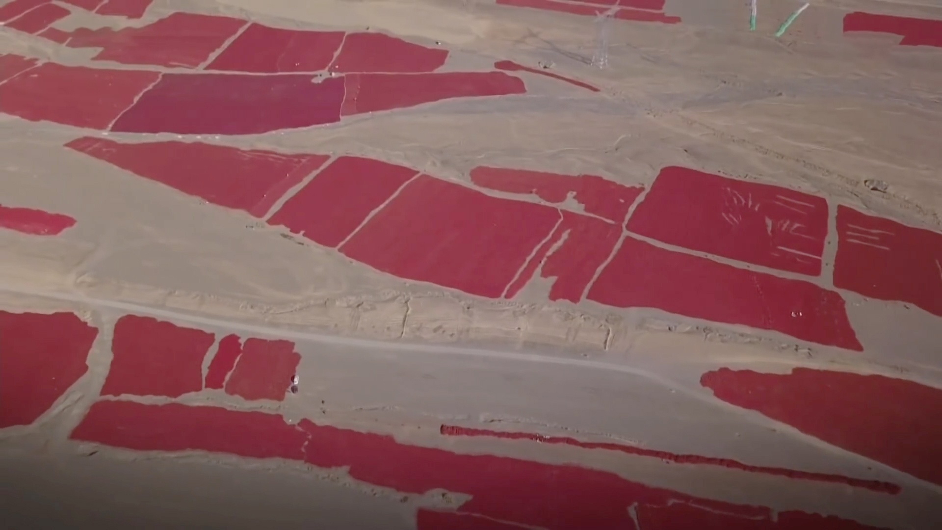 Canh dong ot do ruc mot vung tai Trung Quoc hinh anh