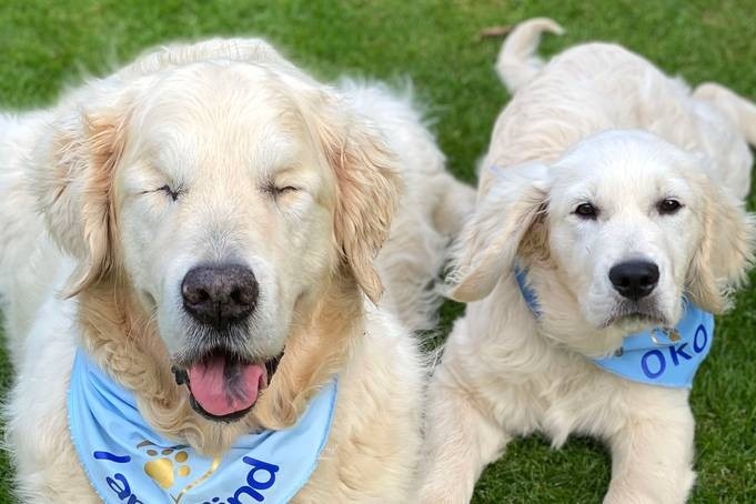 Cun con dan duong cho chu cho mu hinh anh