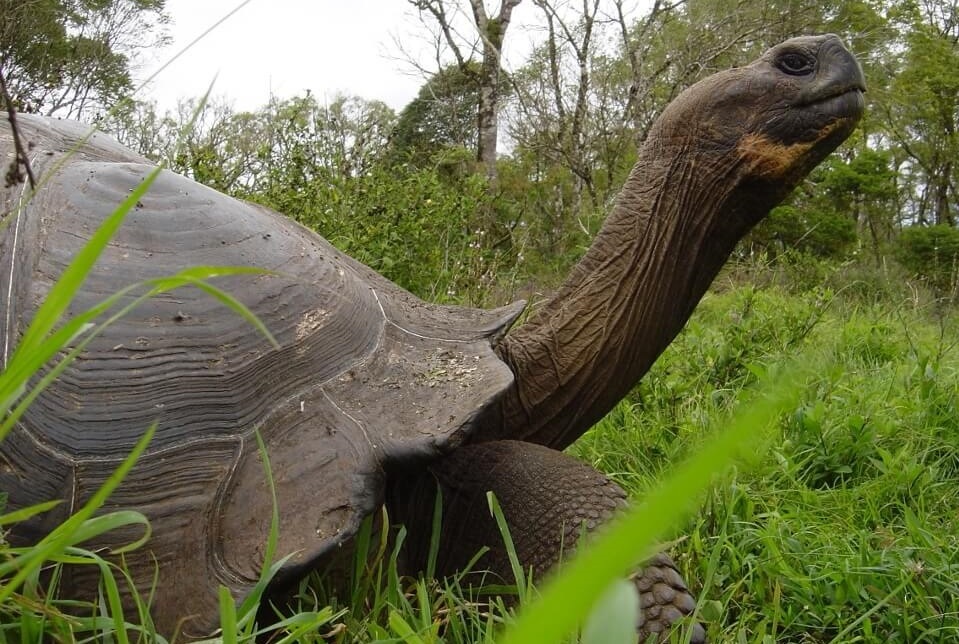 Tha 36 con rua Galapagos vao tu nhien hinh anh