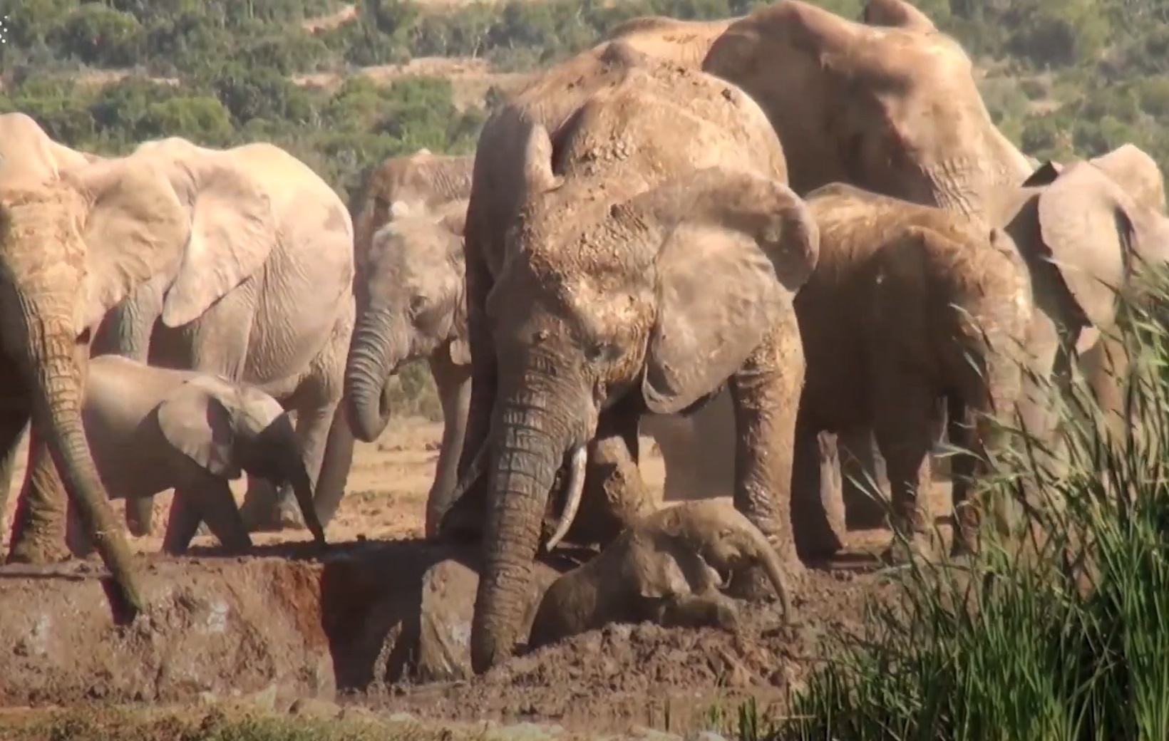 Voi me giai cuu con thoat khoi ho bun hinh anh