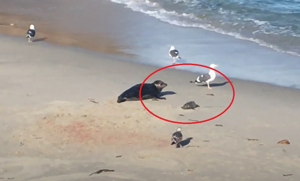 Hai cau me bao ve con moi sinh khoi dan chim mong bien hinh anh